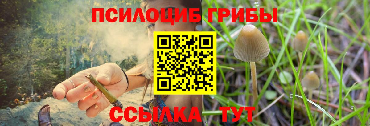 Псилоцибиновые грибы Psilocybine cubensis Ивантеевка